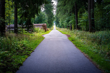 Straße im Wald