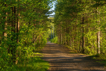 Winding Footpath through Green Forest