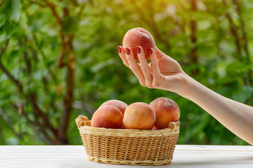 Ripe peach in a female hand. Wicker basket, green garden on the background. Close-up. Fruit season