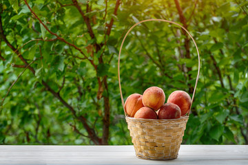 Ripe peaches in a wicker basket, green garden on the background. Fruit season