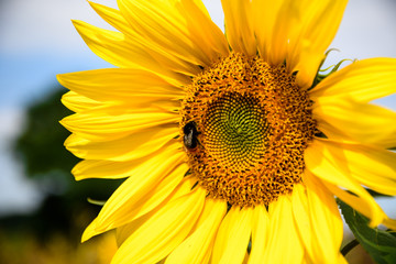 Naklejka premium Sonnenblume mit Hummel