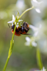 Macro photography of a red bumblebee feeding on a tiny white exotic flower, captured at the Teatinos paramo in the highlands of the Andean mountains of central Colombia.