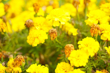 Photo of a Wilted Flower in the autumn city park with nobody