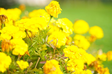 Photo of a Wilted Flower in the autumn city park with nobody