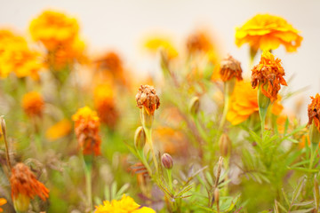Obraz premium Photo of a Wilted Flower in the autumn city park with nobody