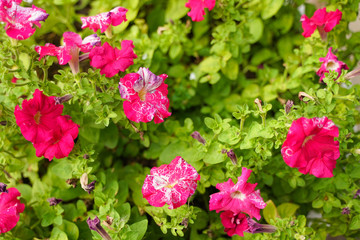 Photo of a Wilted Flower in the autumn city park with nobody