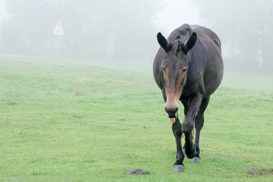 Cheval en estives