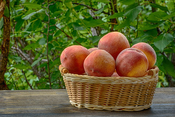 Ripe peaches in a wicker basket, green garden on the background. Fruit season