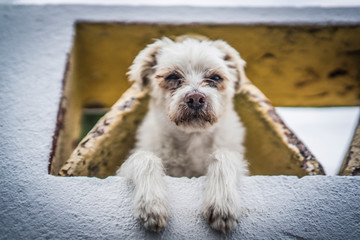 Portugal - ein Hund macht Siesta