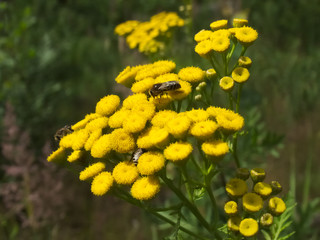Flowering common tansy with wild bees - 291055200