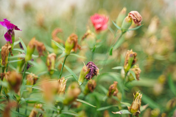 Photo of a Wilted Flower in the autumn city park with nobody