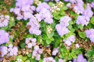 Photo of a Wilted Flower in the autumn city park with nobody