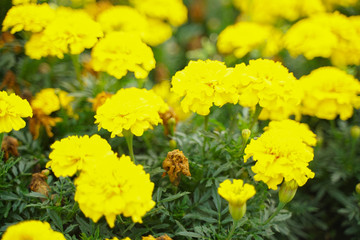 Photo of a Wilted Flower in the autumn city park with nobody