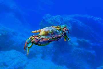 Fototapeta na wymiar The blue crab - (Callinectes sapidus)