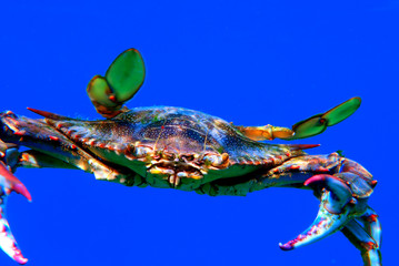 The blue crab - (Callinectes sapidus)
