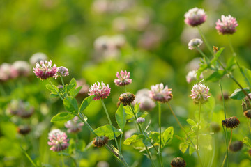 Clover Flowers in the field background. Blooming medicinal wild herb. Group of clover inflorescence in the meadow.