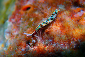 Obraz na płótnie Canvas Thuridilla hopei - Sacoglossan sea slug, underwater shoot in the Mediterranean sea
