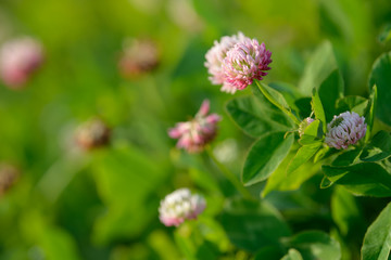 Clover Flowers in the field background. Blooming medicinal wild herb. Group of clover inflorescence in the meadow.