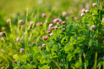 Clover Flowers in the field background. Blooming medicinal wild herb. Group of clover inflorescence in the meadow.
