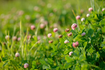 Clover Flowers in the field background. Blooming medicinal wild herb. Group of clover inflorescence in the meadow.