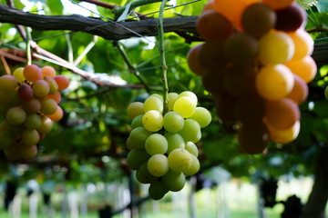 ブドウ園のブドウの果実　（日本山梨県）