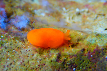 Orange Gumdrop Seaslug - Berthellina delicata/citrina