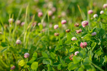 Clover Flowers in the field background. Blooming medicinal wild herb. Group of clover inflorescence in the meadow.