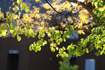 green and yellow leaves on the tree