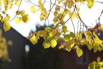 yellow leaves on the tree