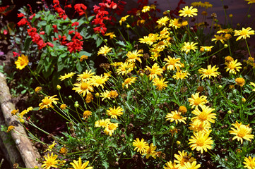 Yellow and red flowers garden