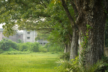 house in the forest with cool texture in trees