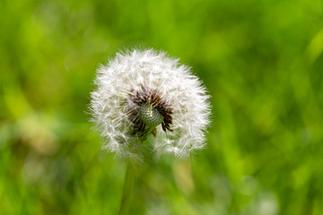 Close up of a dandelion with a natural green background