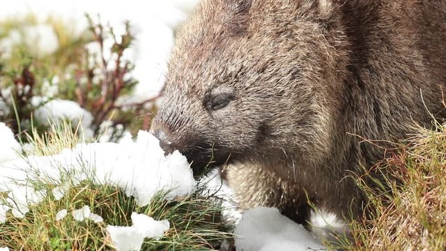 Common wombat eating grass  in winter snow.