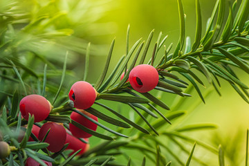 Yew, ripe red berries on a branch, green background.