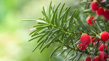 Yew, ripe red berries on a branch, green background.