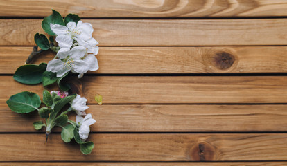 Flowering branch lie on wooden background. Apple blossoms. Copy space, mockup. White flower.