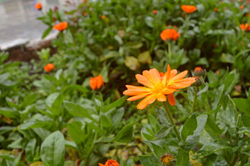 Paradise orange in the garden