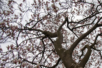 Fototapeta na wymiar Cherry blossoms on grey sky
