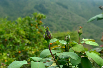 A flower about to open