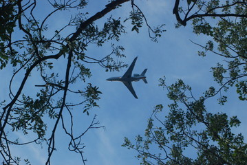 Plane among the trees