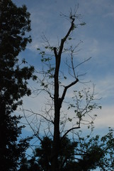 Silhouette of a tree