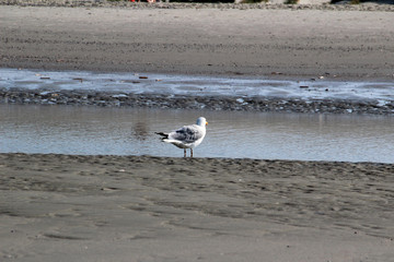 blick auf eine möwe auf dem watt auf der nordsee insel juist fotografiert während einer besichtungstour an einem sonnigen tag im sommer