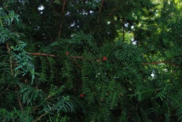 Pine branches with berries