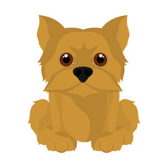 Isolated cute yorkshire terrier cartoon. Dog breeds - Vector