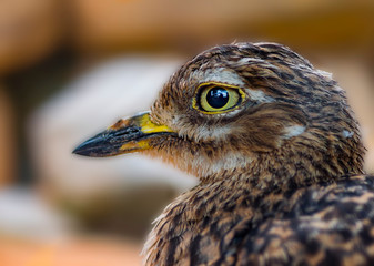 Retrato de ave de grandes ojo y pico amarillos y plumaje marrón