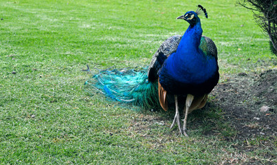 Beautiful colorful peacock walking through the grass