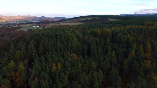 Aerial view of autumn pine forest