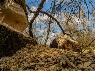 Tree bitten by beavers.
