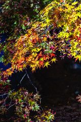 close-up colorful fall foliage light up at night. beautiful autumn landscapes backgrounds