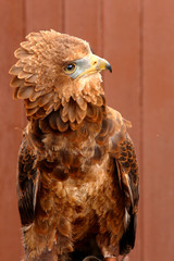 Juvenile Battleur Eagle.
